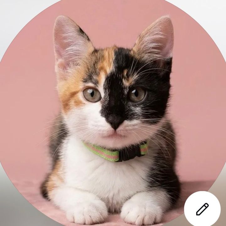 Nala, a tricolor 😼