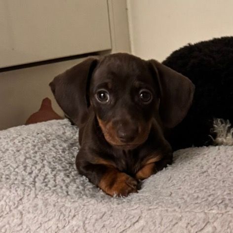 Tobi 🐾