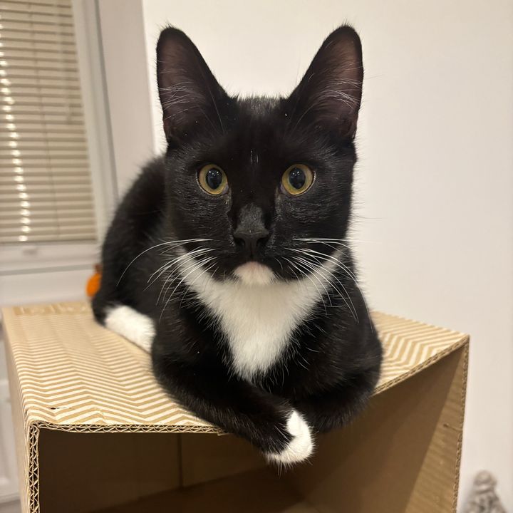 TaranTheTuxedo