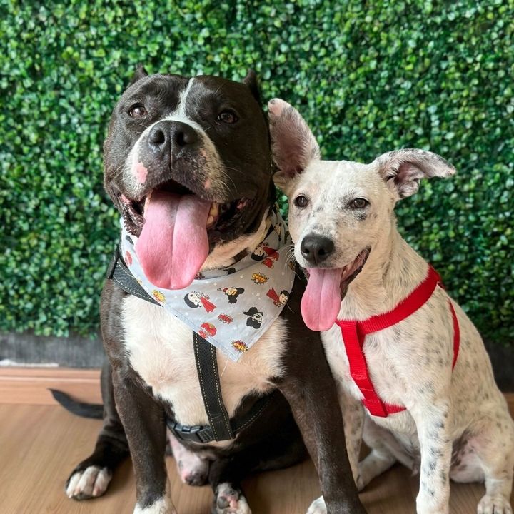 Bruce e Chico