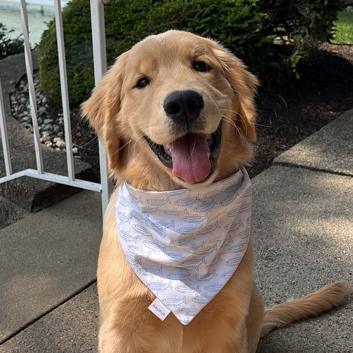 Duke the Golden