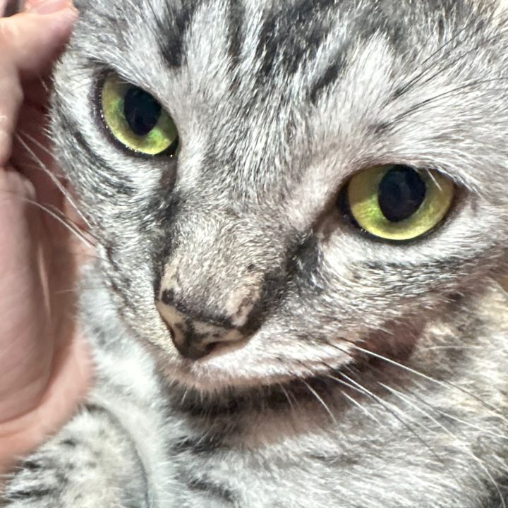 Bellagurl