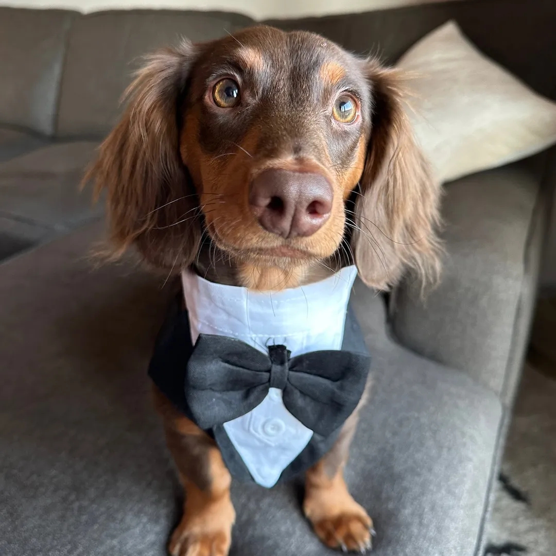 Hugo the Weenie