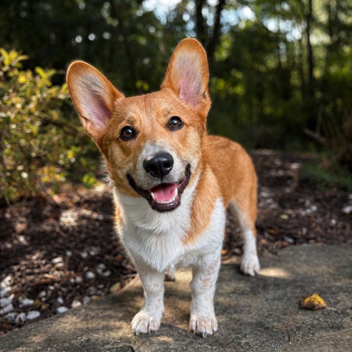 Avery | Cowboy Corgi