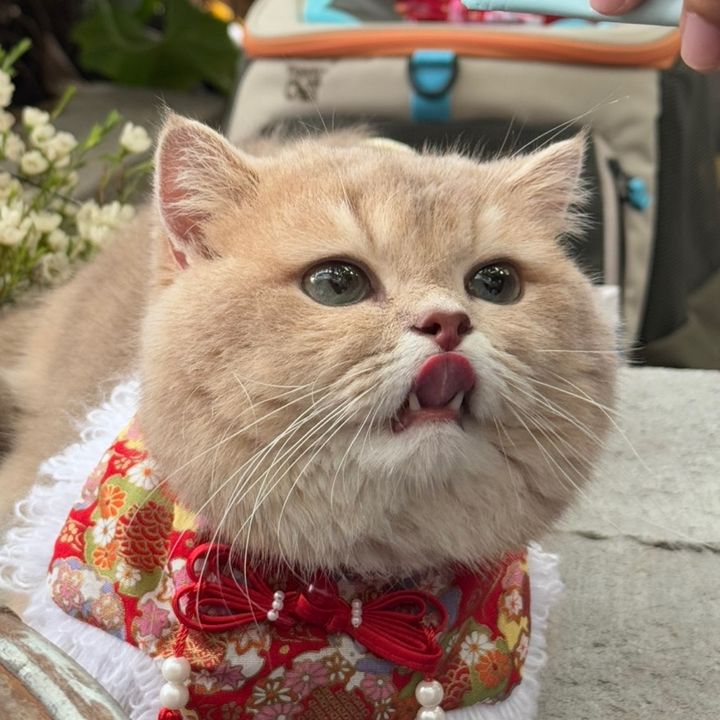 Lat này Te kia