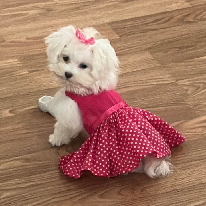Michi the Maltese