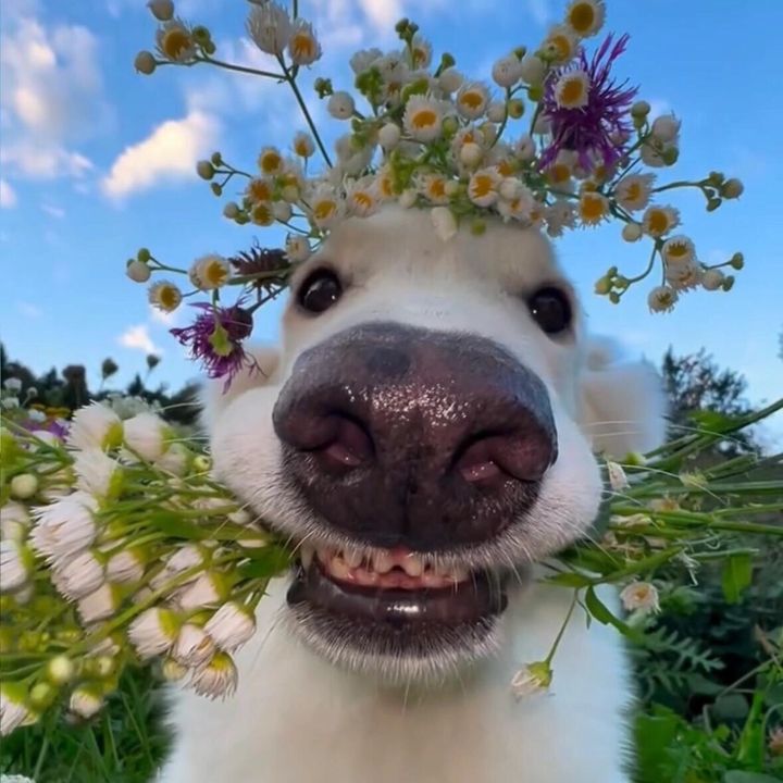 DawsonDirk