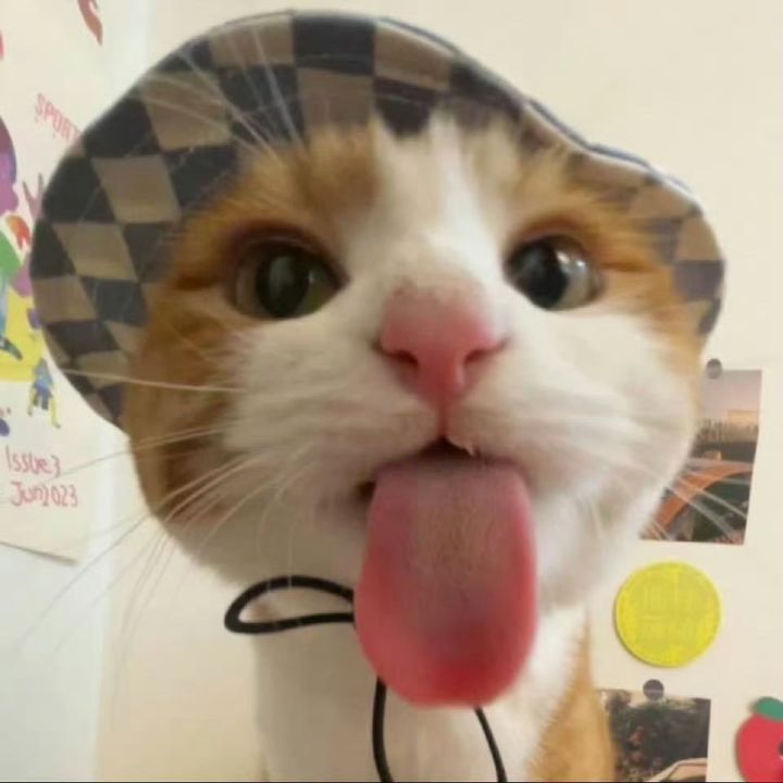AFP Meowvelous