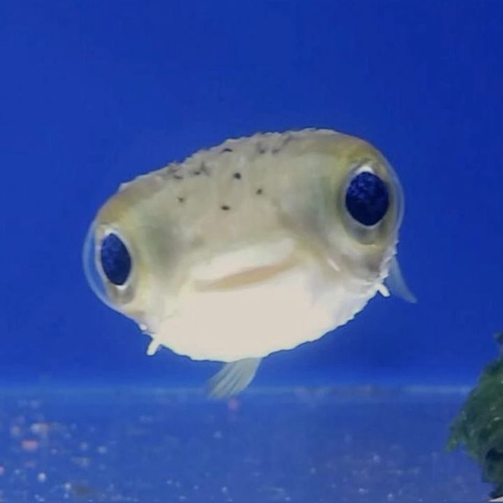 ｷﾘﾐ