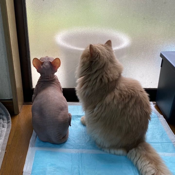 キノピオ星人