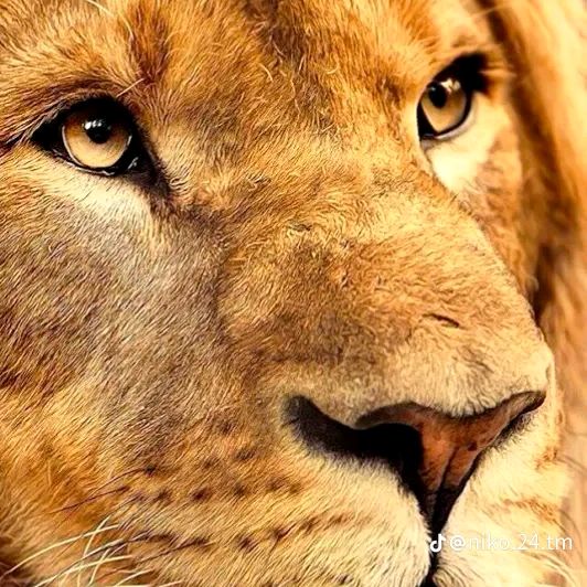 leone