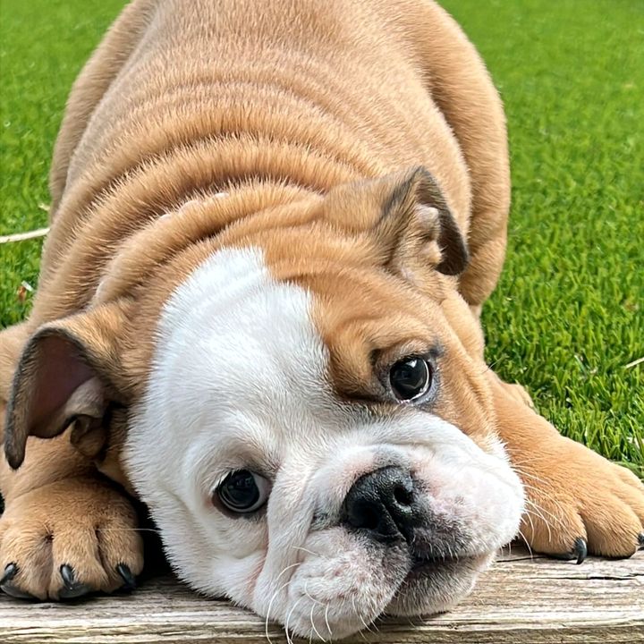 Mavis English Bulldog