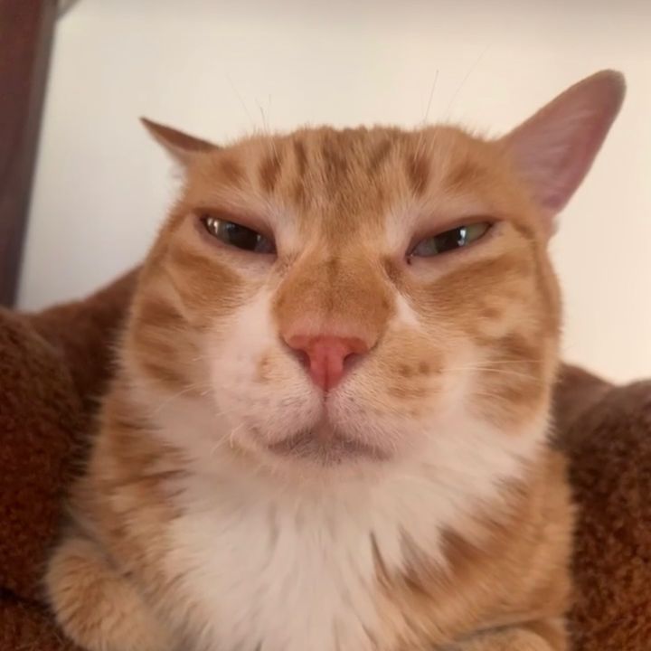 Chifffsger