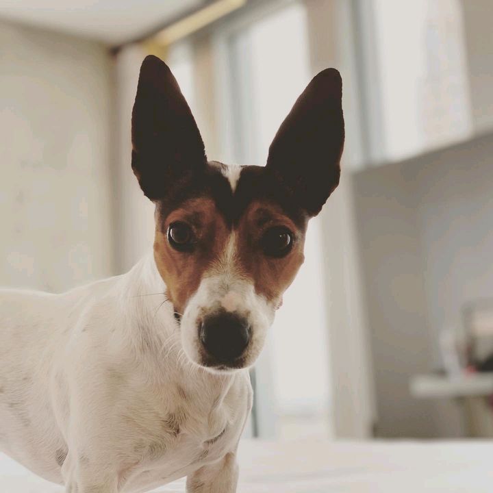 SallyTerrier