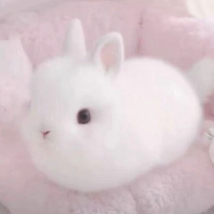夢の続き