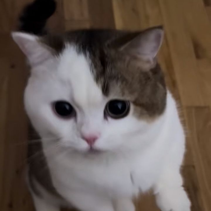 Kora✨
