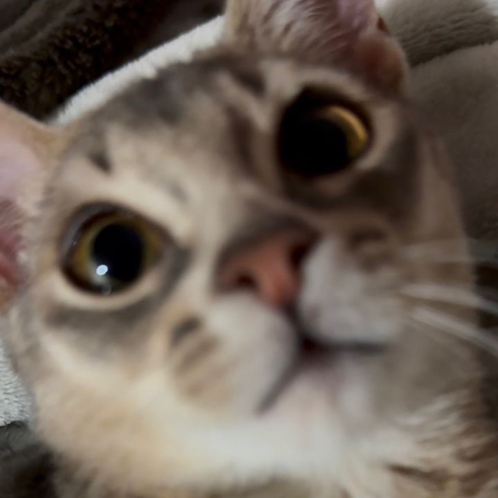 彼女(猫)の幸せが僕の幸せ