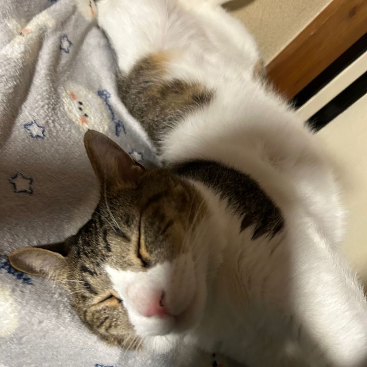 ツユタチャンネル