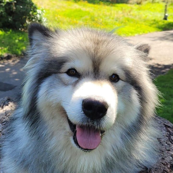 Skye _Malamute2020