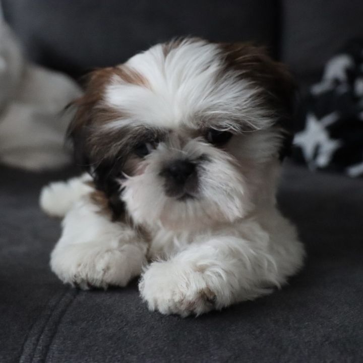Chloe_shihtzu