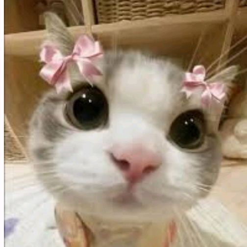 NadoChaoticKitty🐱🎀