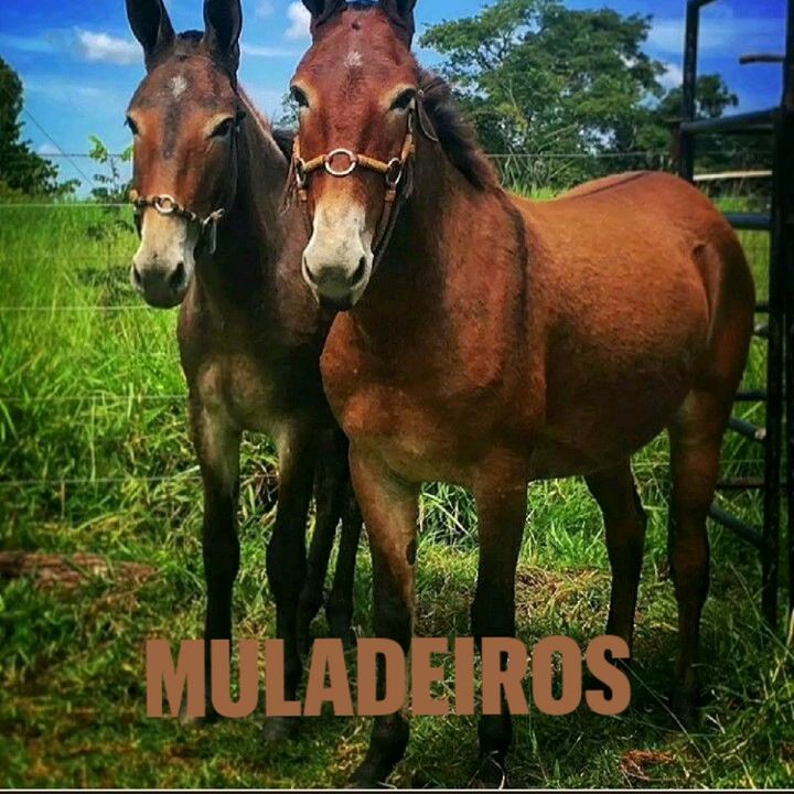 Os_muladeiros_pelo_brasil