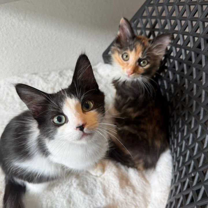 Maple&Milo