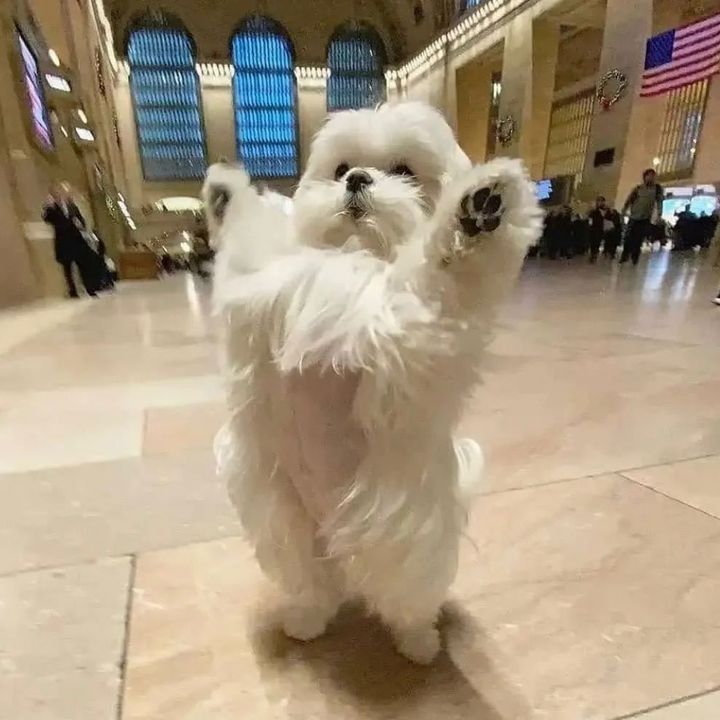 アリサ