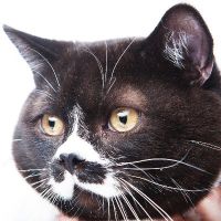 ひげ猫