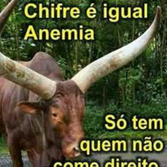 corninho2026