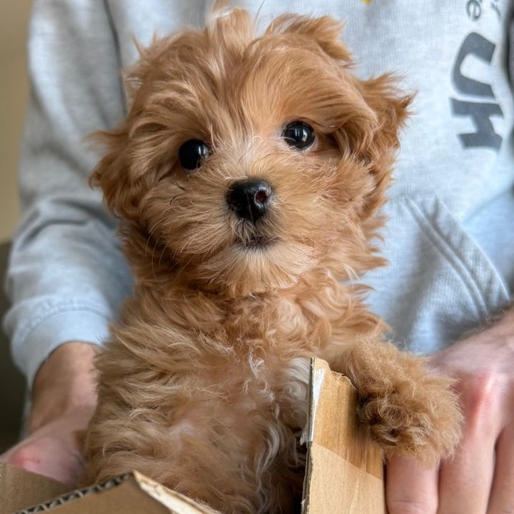Winnie The Toy Maltipoo 🩷