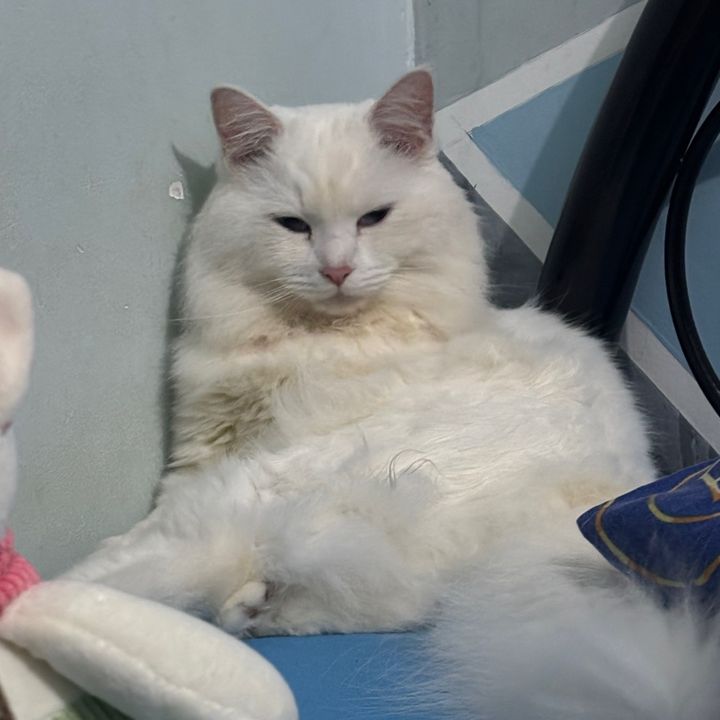 Tommy Fatty Mcfat Cat