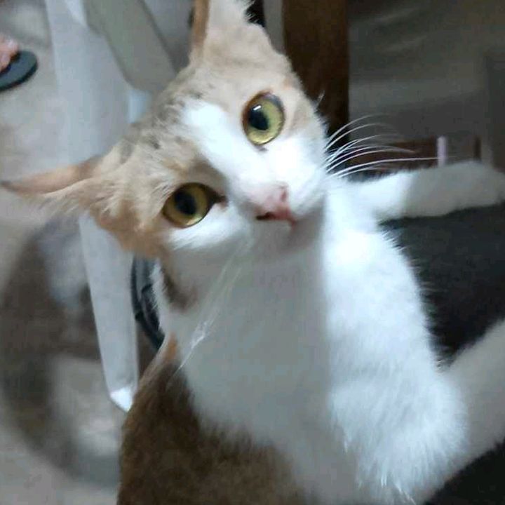 CHIBI