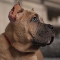 Lucia🇮🇹the Cane Corso🥰