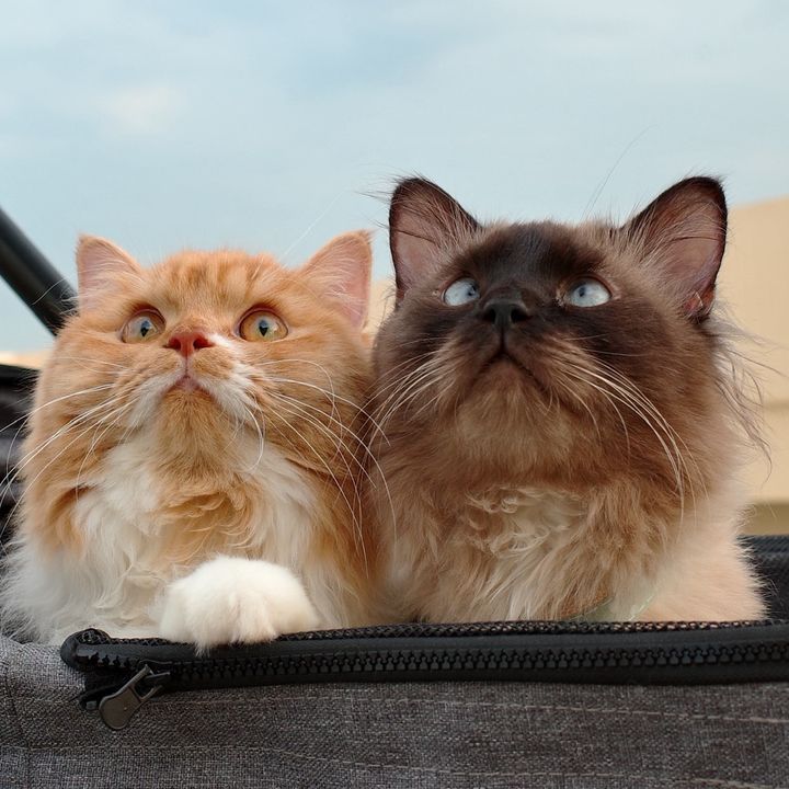 Ruru & Olaf