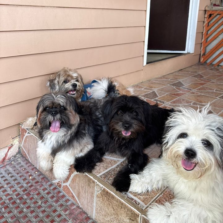 Ippochacco,Kuku,Toffi&Shadow🐾