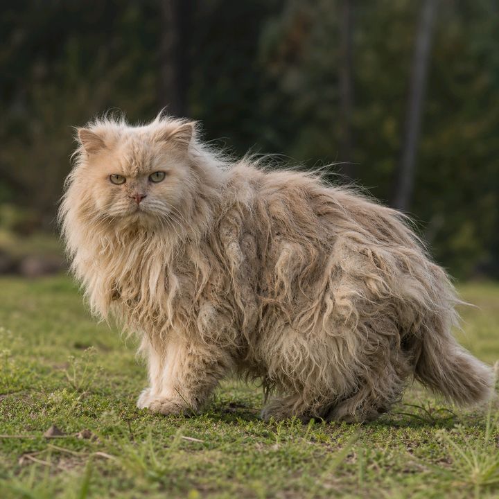 lisalane8268qhah