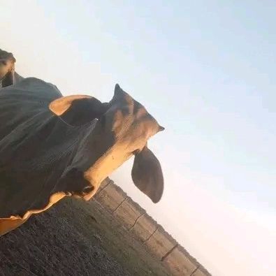 LLANO_OFICIAL