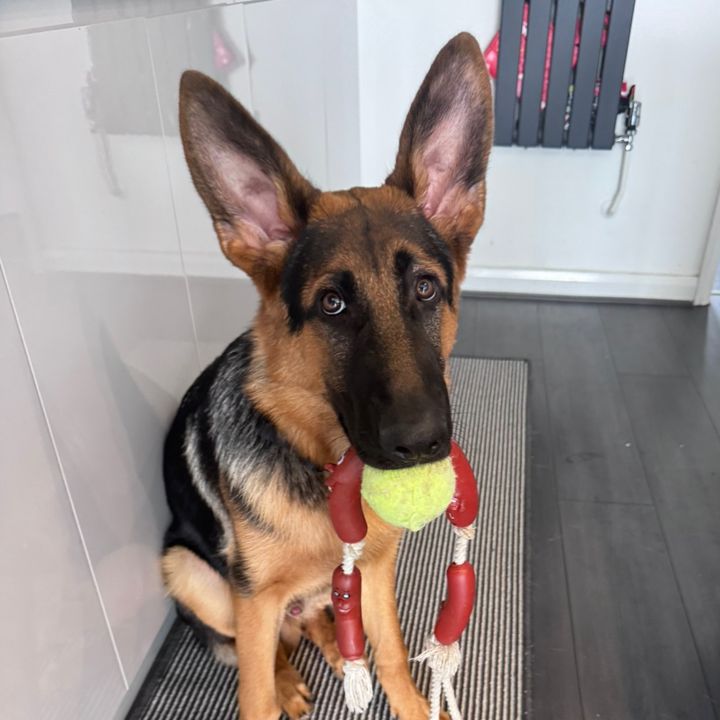 Hugo the Boss