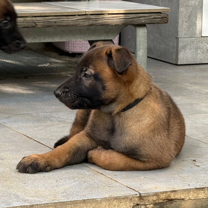 miloandazul