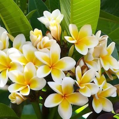 plumeria115
