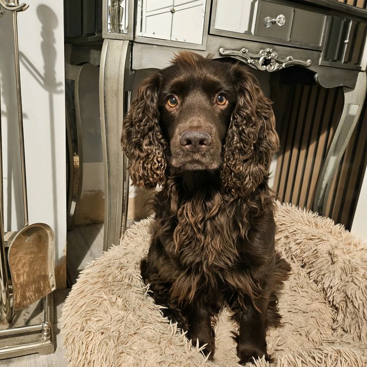 Brownie