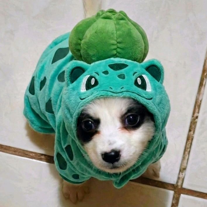 Bubbles 🐶🫧💙