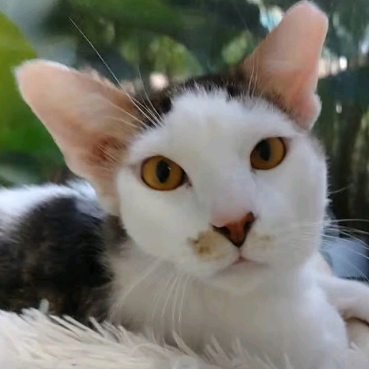 cathairinmyvodka