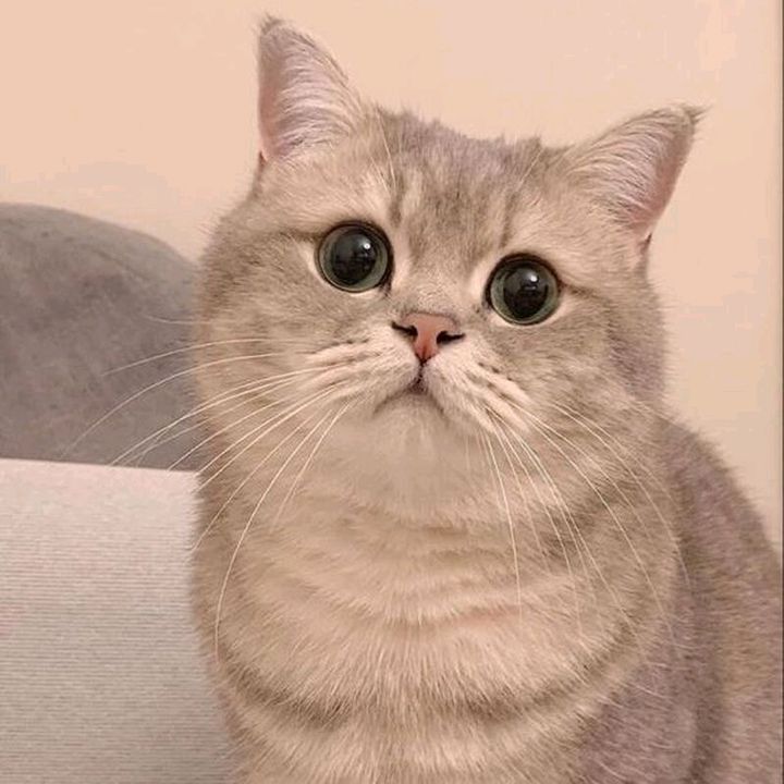 Jookyou The