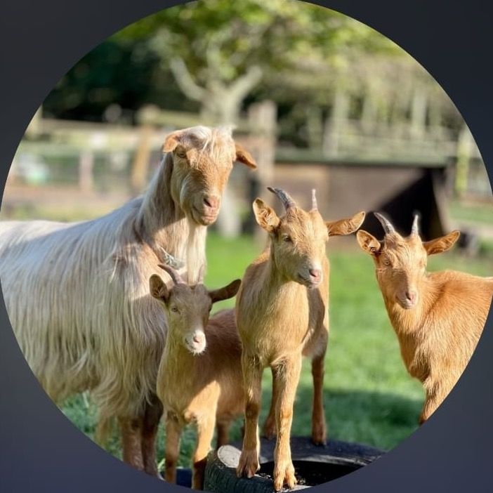 Totnes Rare Breeds Farm