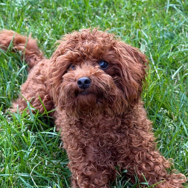 toypoodle_coco1
