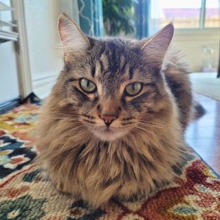The Meow House