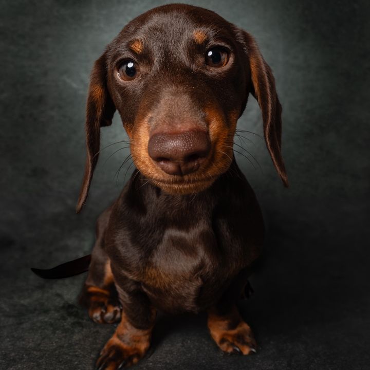 Gino il bassotto