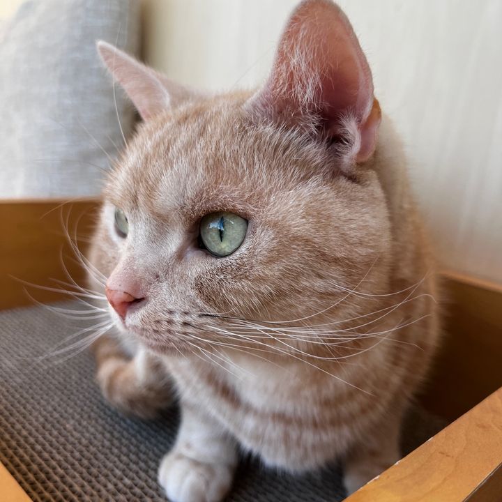 ポメチャン👼🏻